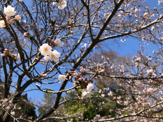 0320hanami-4