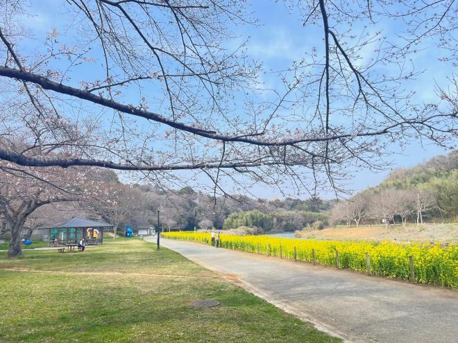 0327ohanami1