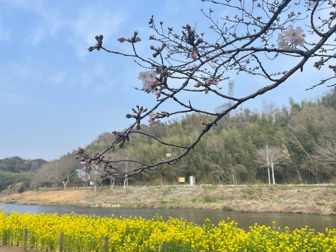 0327ohanami3