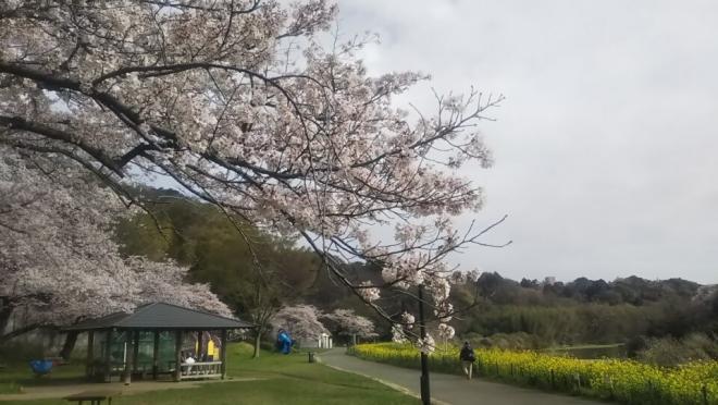 0329お花見広場（1）