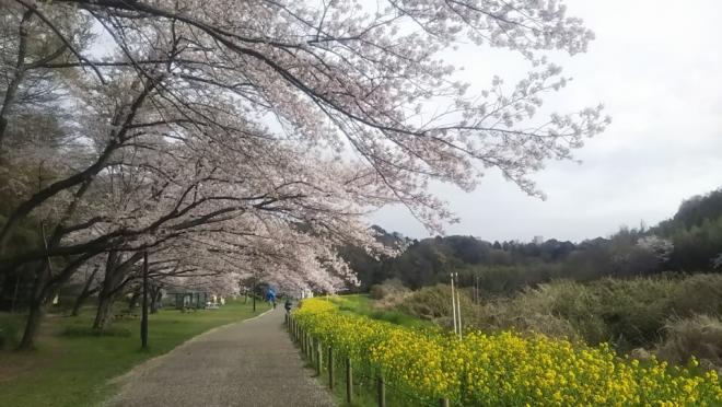 0329お花見広場（2）