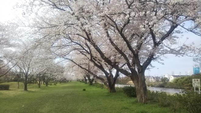 0329千本桜（1）