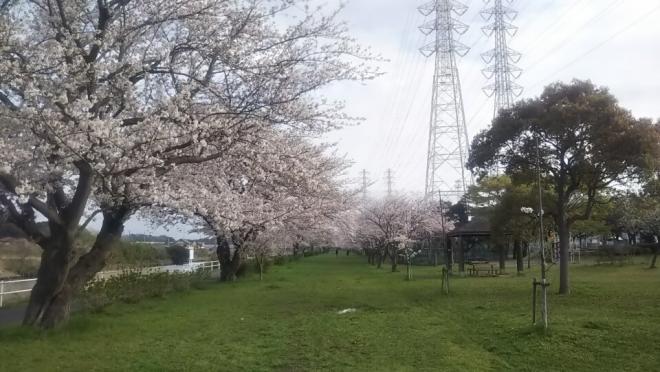 0329千本桜（2）