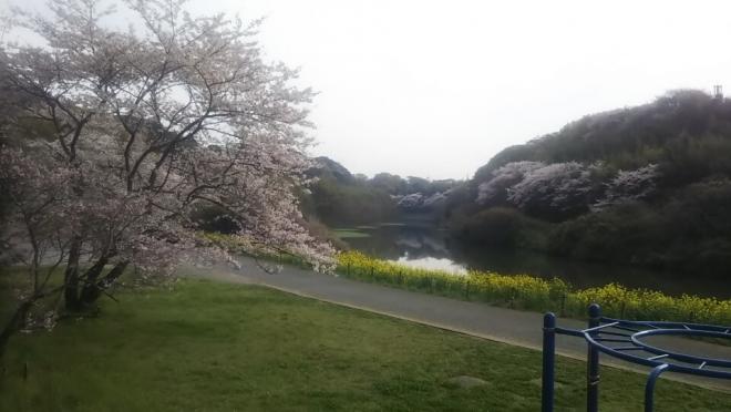 0331お花見広場（1）