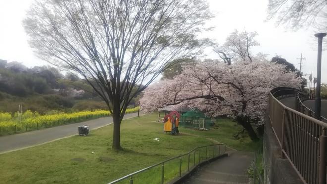 0331お花見広場（2）