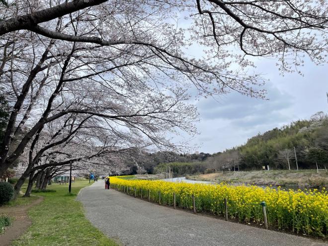 0331ohanami1