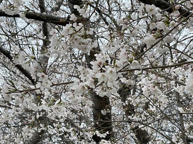 0331ohanami2