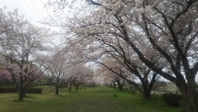 0331千本桜（1）