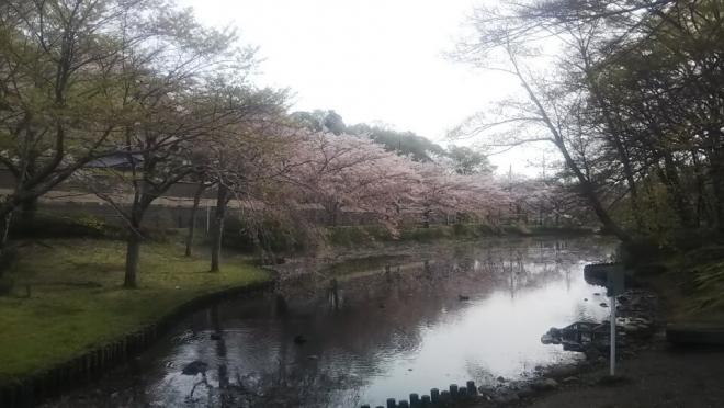 0331谷津池（1）