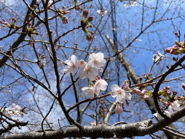 0401yatuikehana
