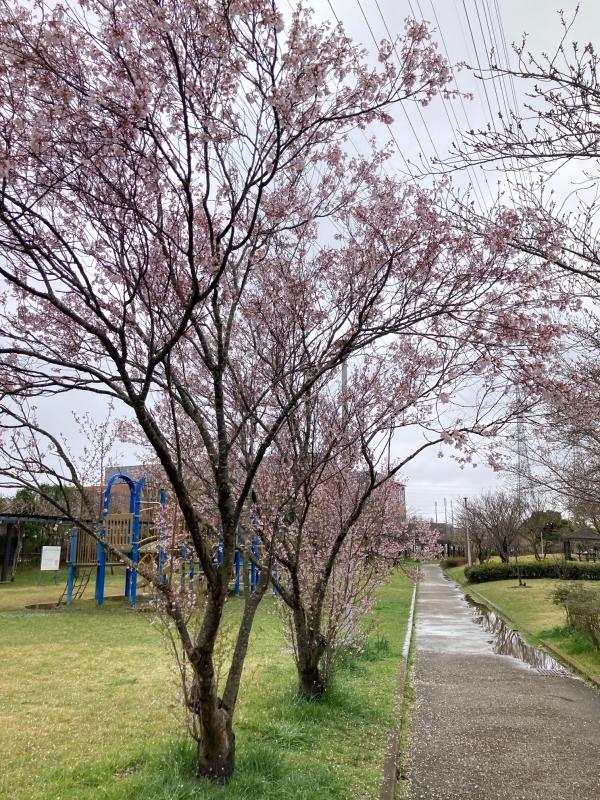 0402sakura1.jpg