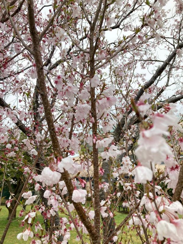 0402sakura2.jpg