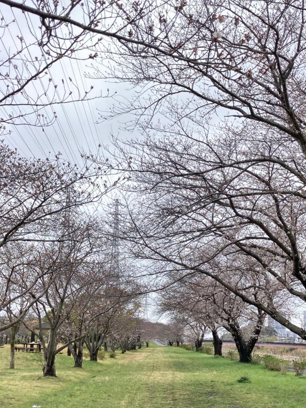 0402sakura3.jpg
