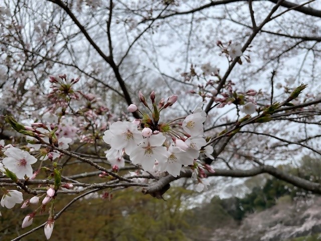 0403yatuikehana