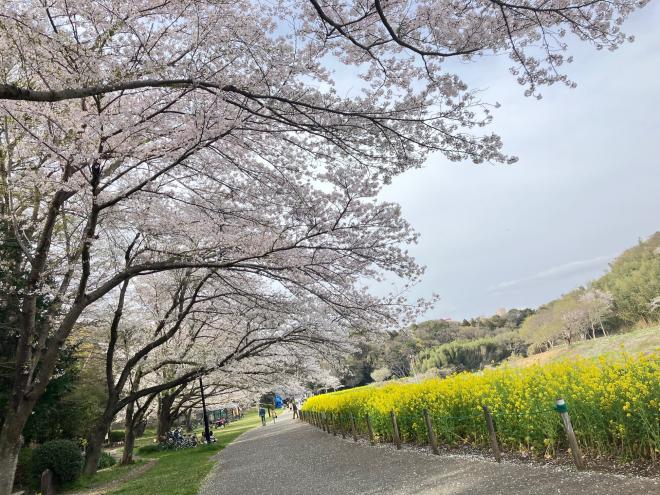  0408ohanami1.jpg