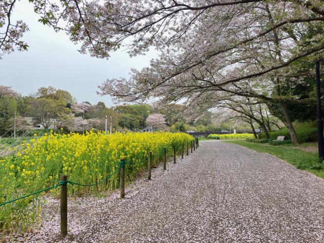 0411ohanami.jpg