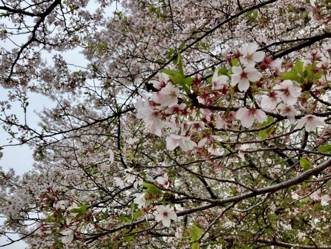 0411ohanami2.jpg