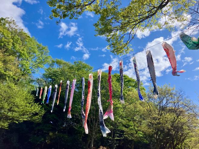 0421koinobori1.jpg