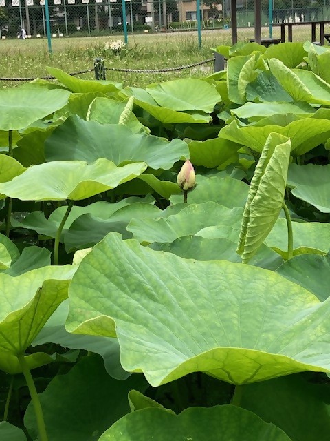 06043