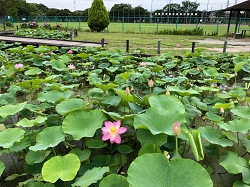 シラサギ公園の池の様子