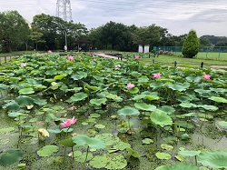 20210706_オオガハス