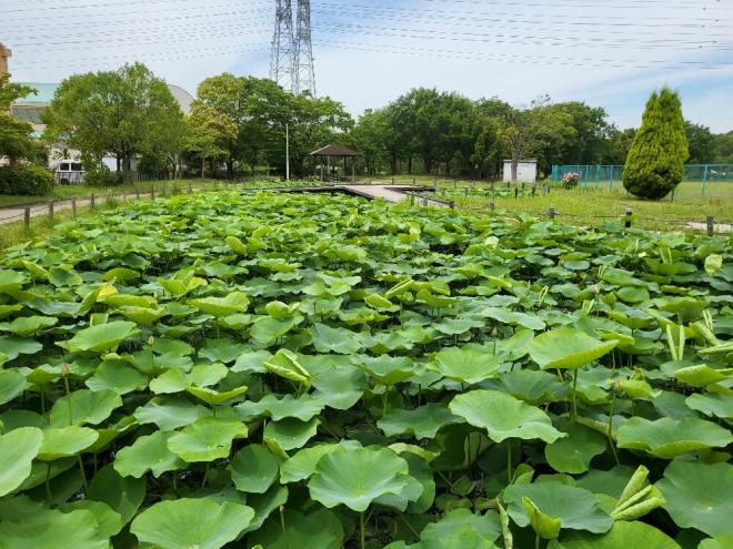 しらさぎ公園1