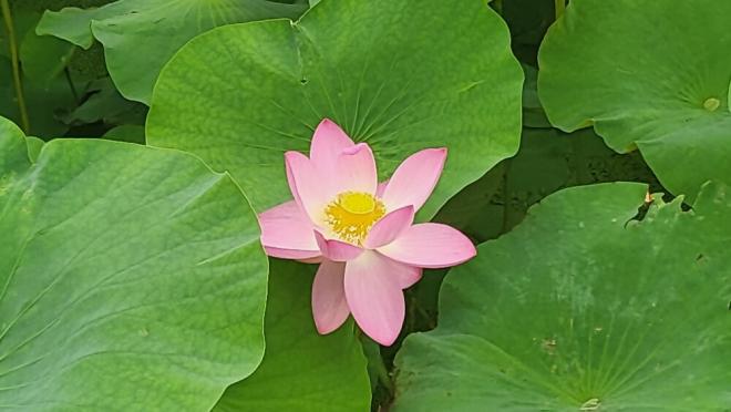 しらさぎ公園0619-1