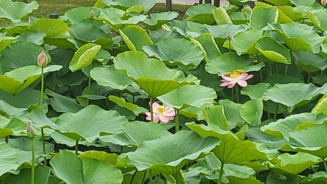 しらさぎ公園0619-3