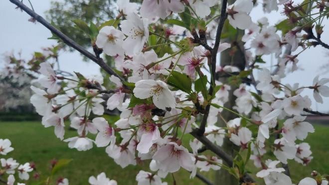千本桜緑地2（4.12）