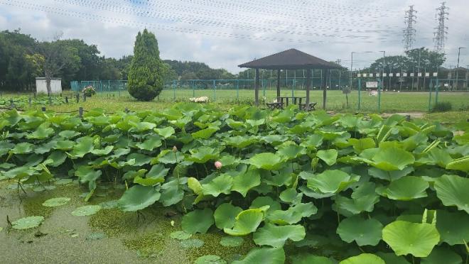 しらさぎ公園2-0603
