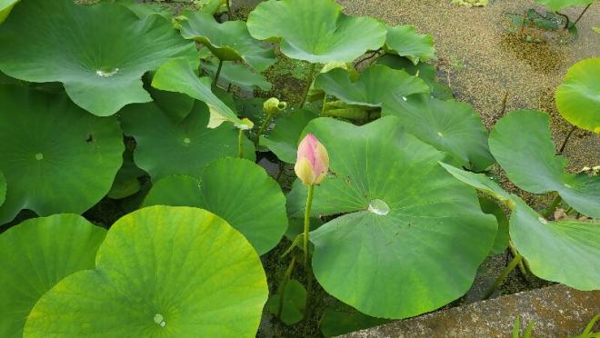 しらさぎ公園1‗0610