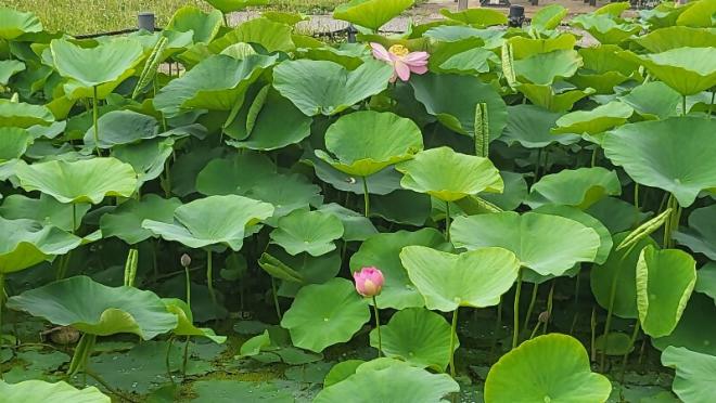 しらさぎ公園2‗0610