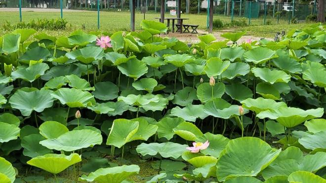 しらさぎ公園1‗0613