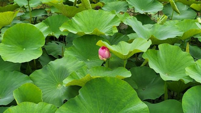 しらさぎ公園2‗0613