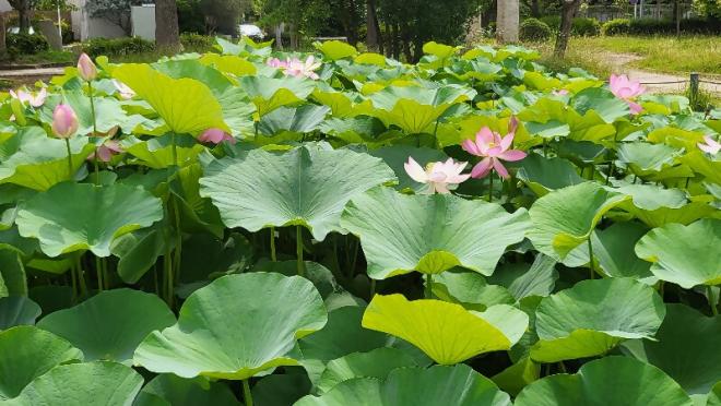 しらさぎ公園1‗0617