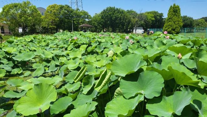 しらさぎ公園1_0619