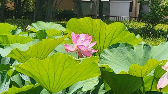 しらさぎ公園2_0619