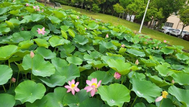 しらさぎ公園3‗0621