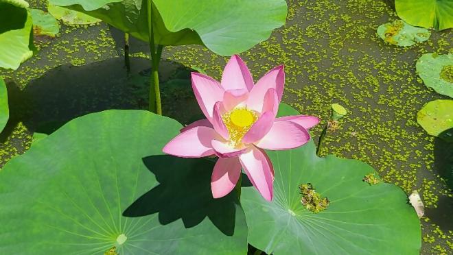 しらさぎ公園2‗0624