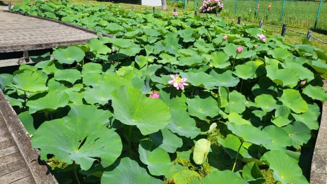 しらさぎ公園3‗0624