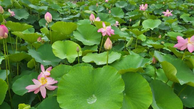 しらさぎ公園2‗0628