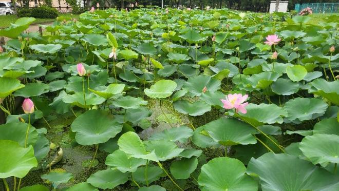 しらさぎ公園0702-1