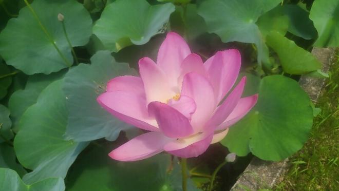 しらさぎ公園0704-1