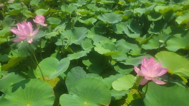 しらさぎ公園0704-2