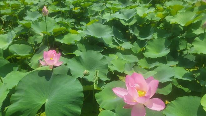 しらさぎ公園0704-3
