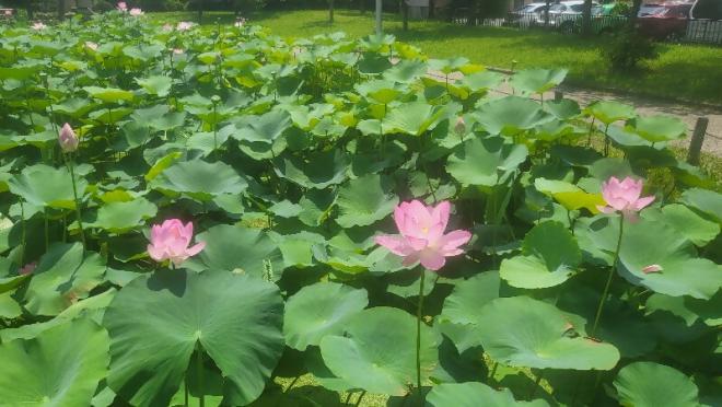 しらさぎ公園ハス0704-4