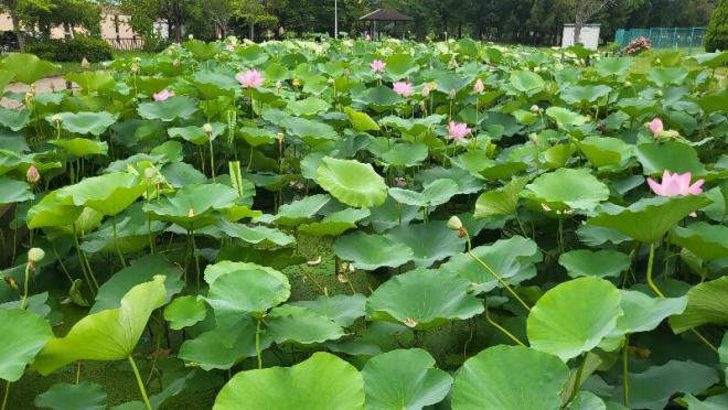 しらさぎ公園0709-1