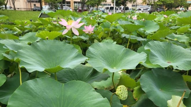 しらさぎ公園ハス0709-4