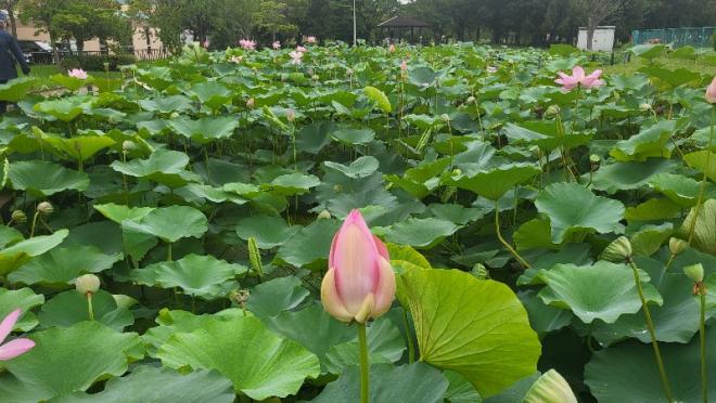 しらさぎ公園0716-2
