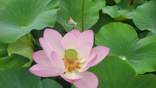 しらさぎ公園0716-3
